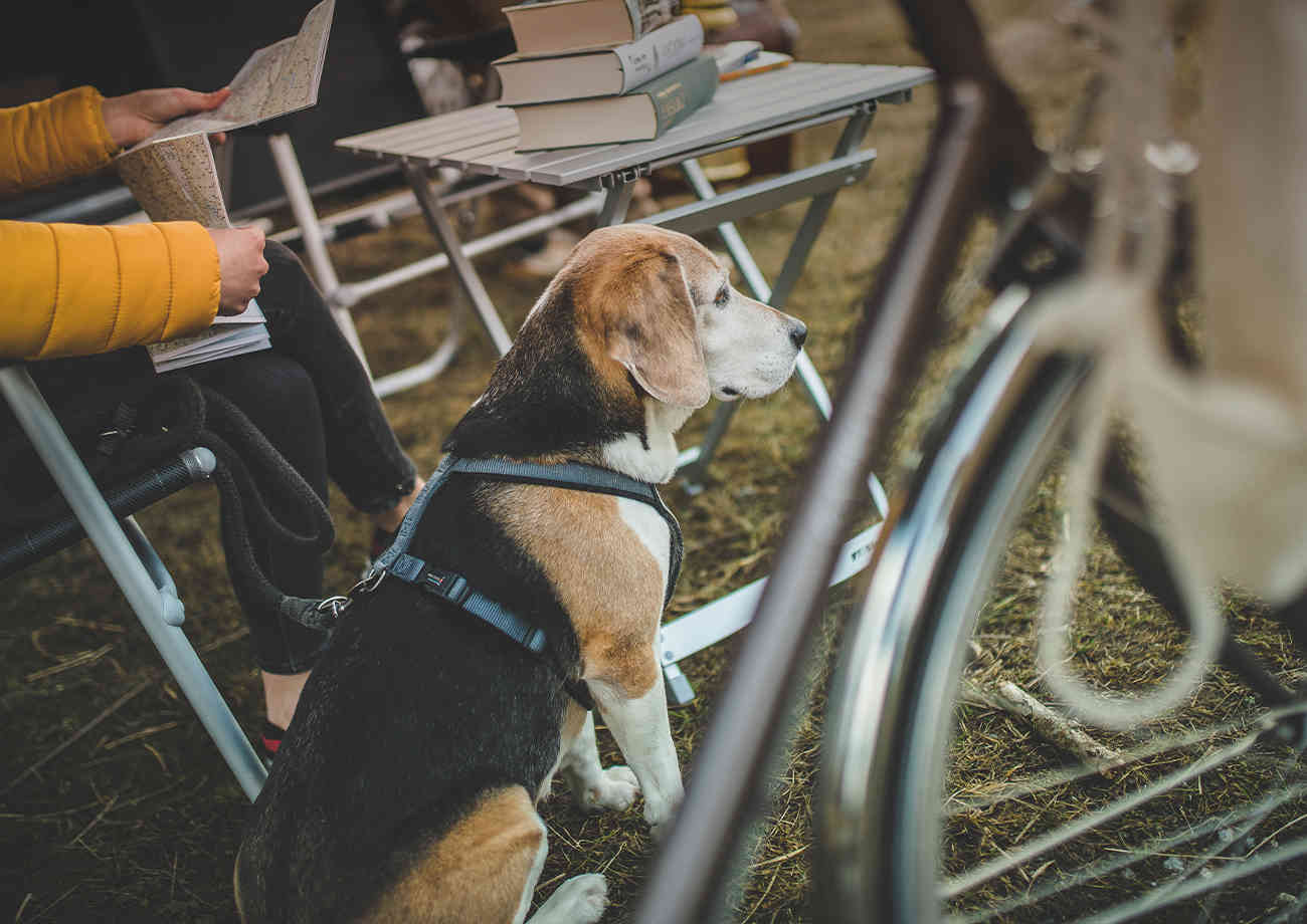Wohnmobil/Camper mieten mit Hund: ein gemeinsamer Urlaub
