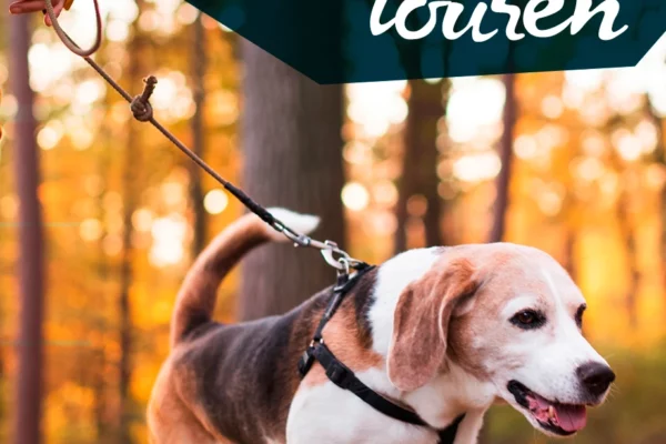 Wandertouren im Harz mit Hund: Wohnmobiltour