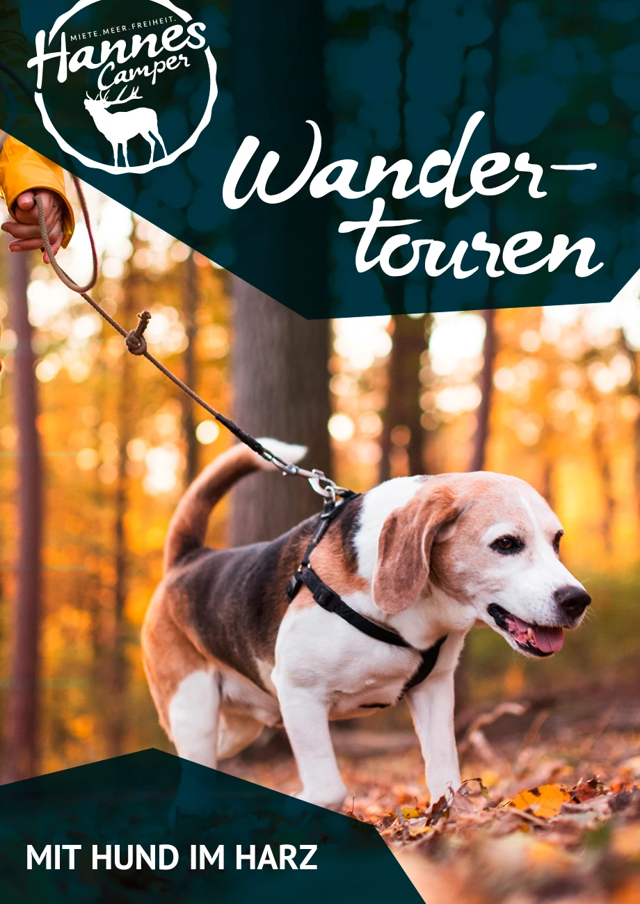 Wandertouren im Harz mit Hund: Wohnmobiltour