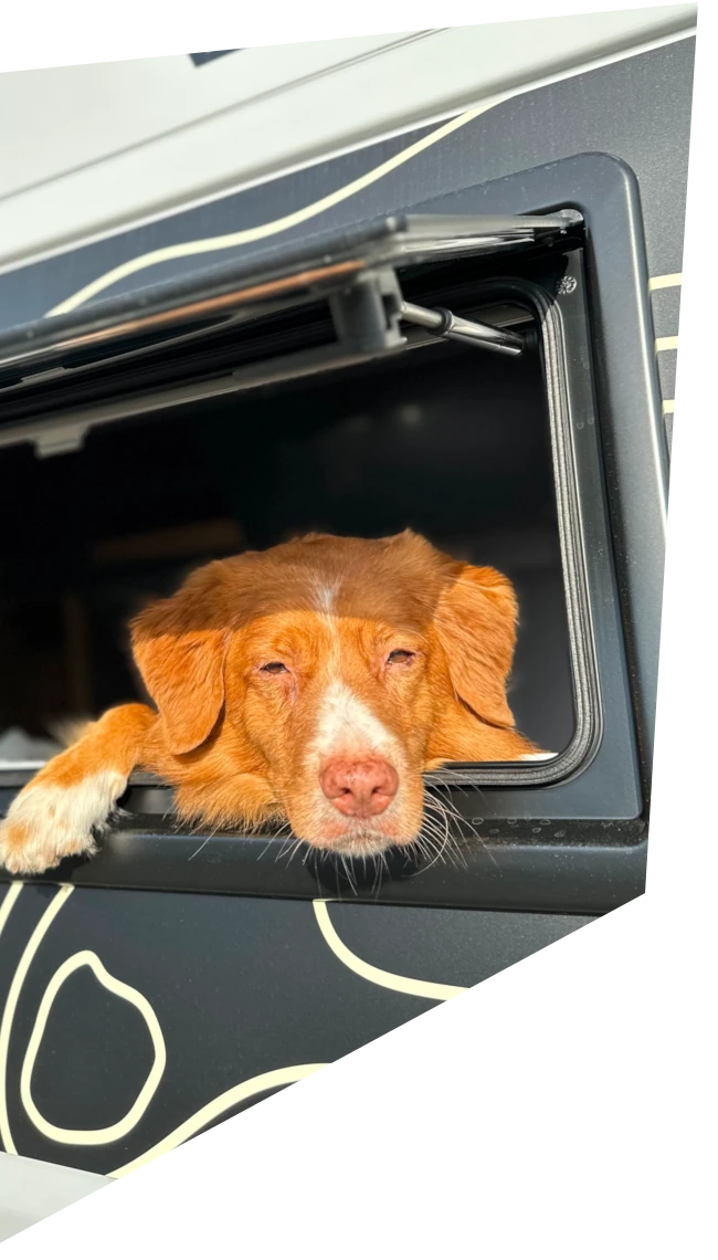 Wohnmobil mieten: Hund schaut aus dem Camperfenster
